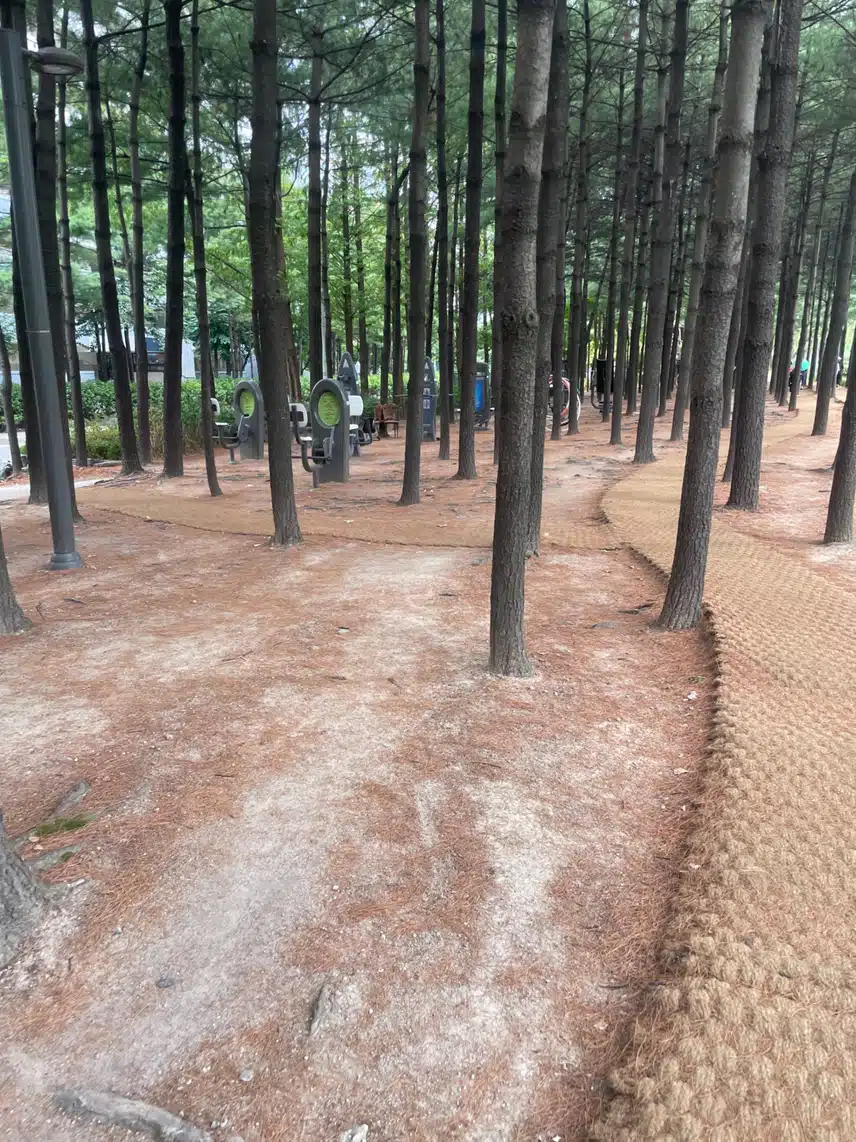 식후 걷기