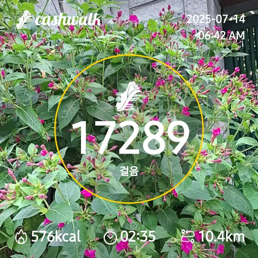 7000보 걷기