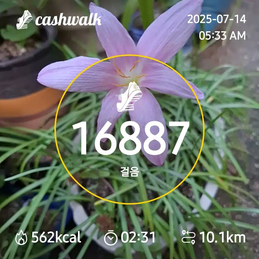 6000보 걷기