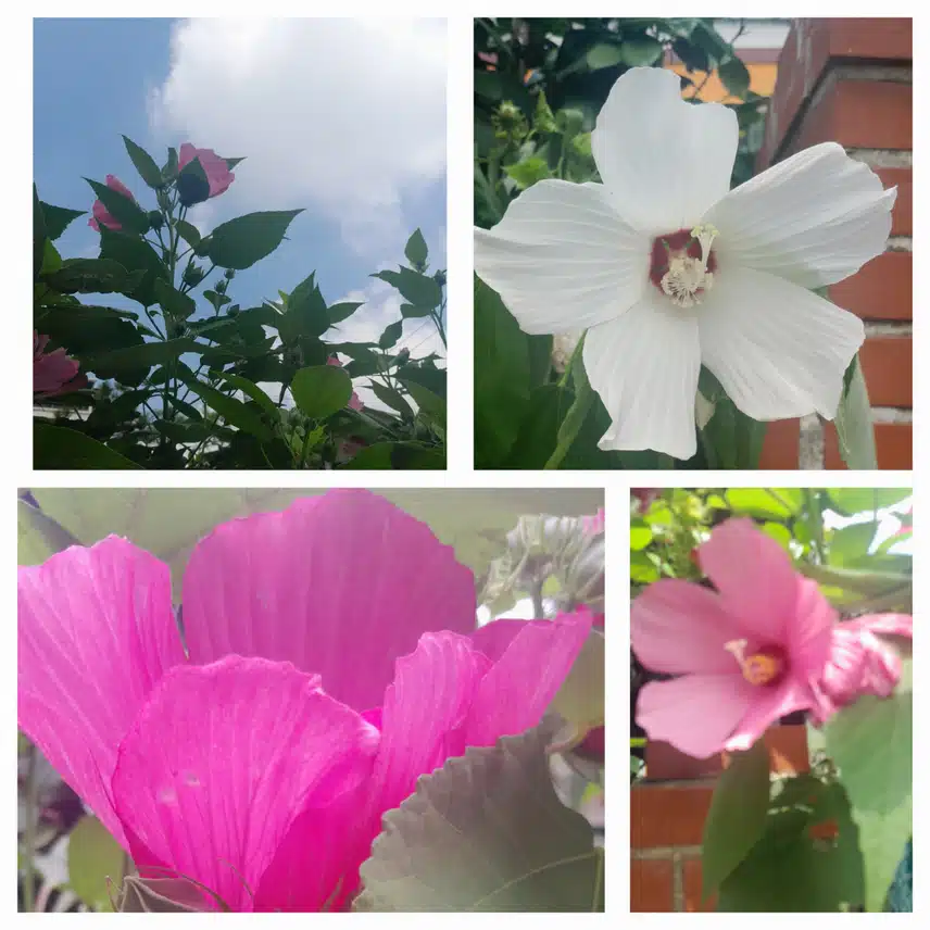 부용화 