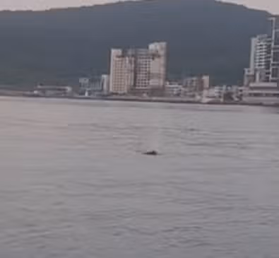 부산에서 새끼 향유고래 발견..!