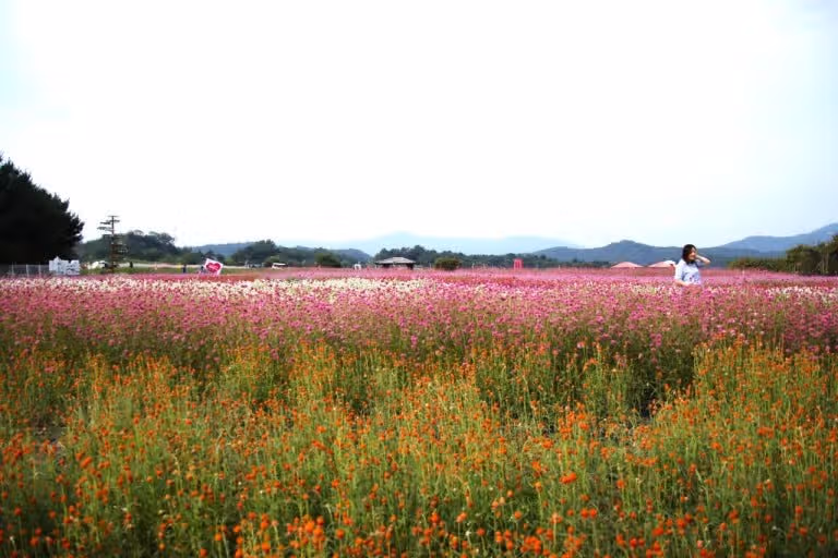 여름에  양주 나리공원 가보니 넘 좋더라구요 ㅎ