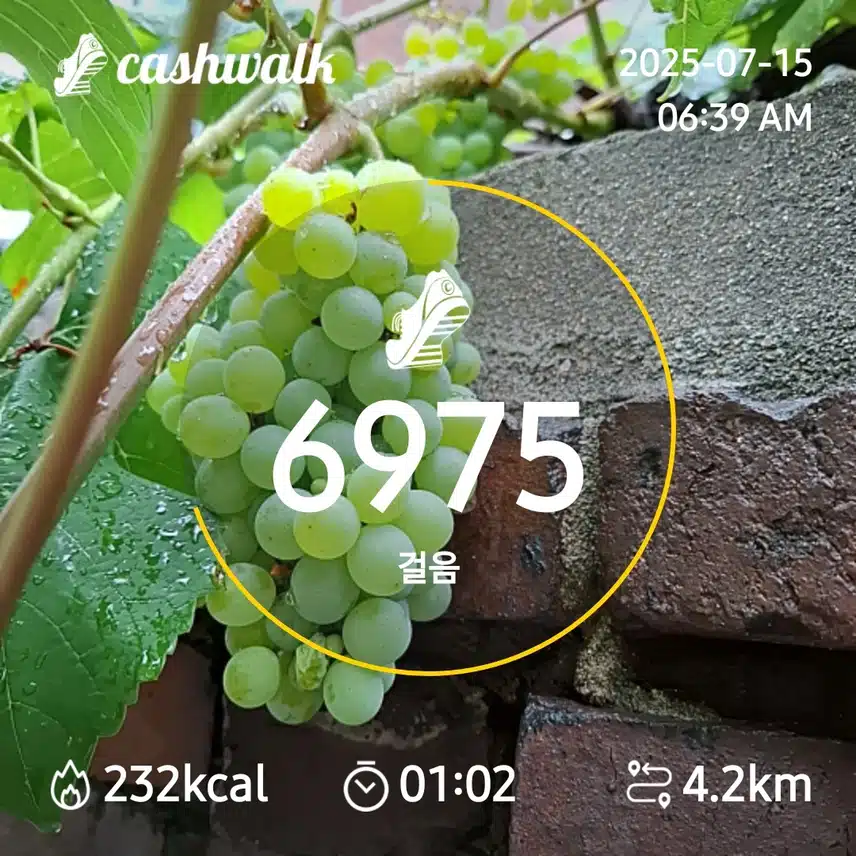 6000보 걷기