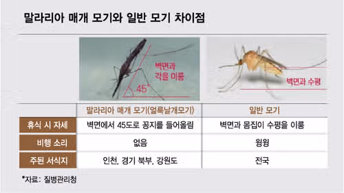 말라리아 모기 구별법부터 물린 자국, 증상, 예방접종까지 총정리