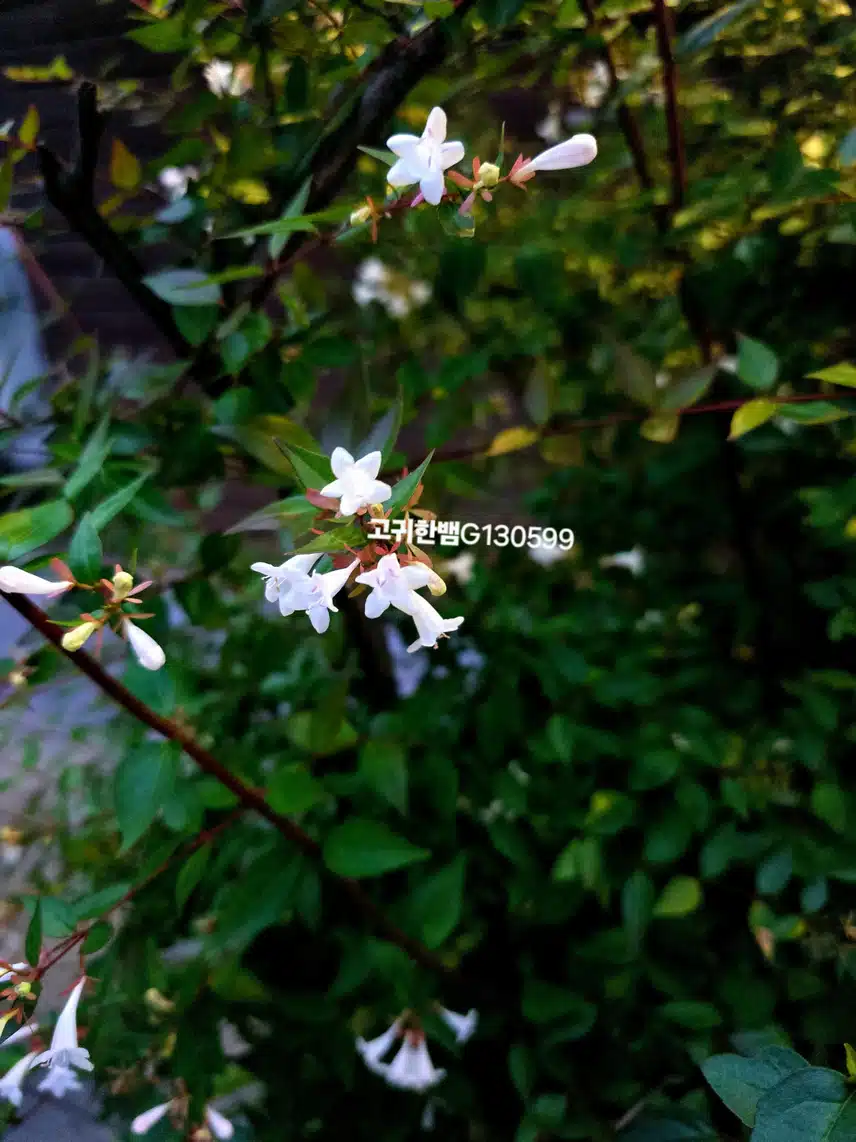 저희 동네에 예쁜 여름 꽃이 피어있어요~~