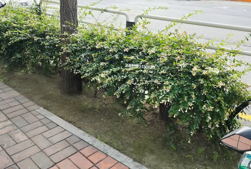 저희 동네에 예쁜 여름 꽃이 피어있어요~~