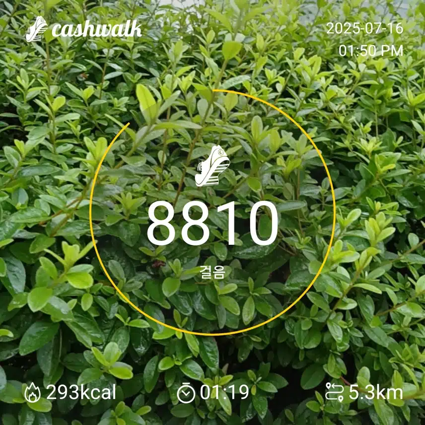 인증 