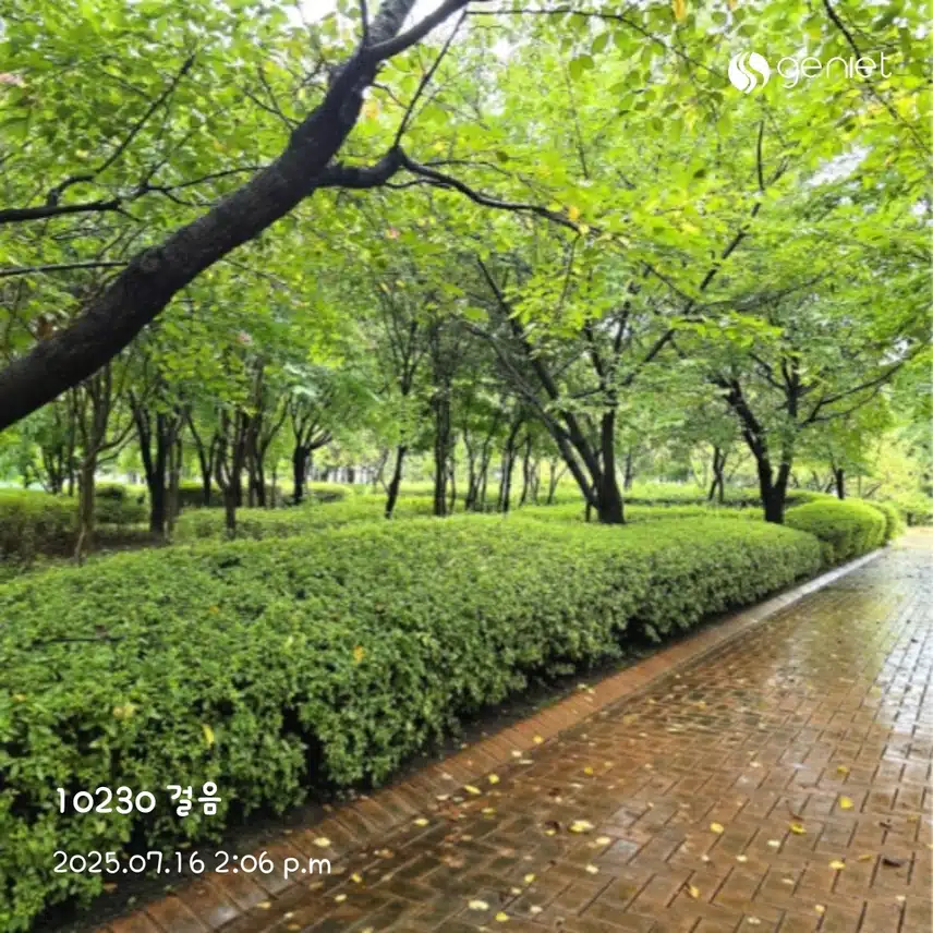 오후 걸음