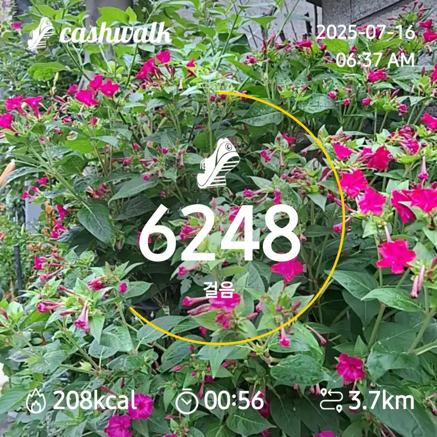 5000보 걷기