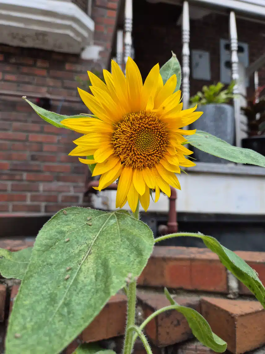 해바라기,루드베키아
