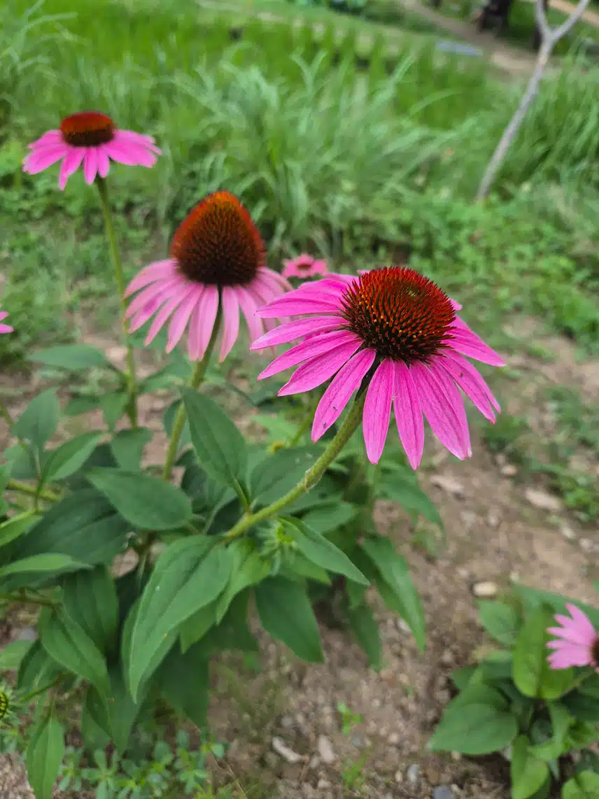 해바라기,루드베키아