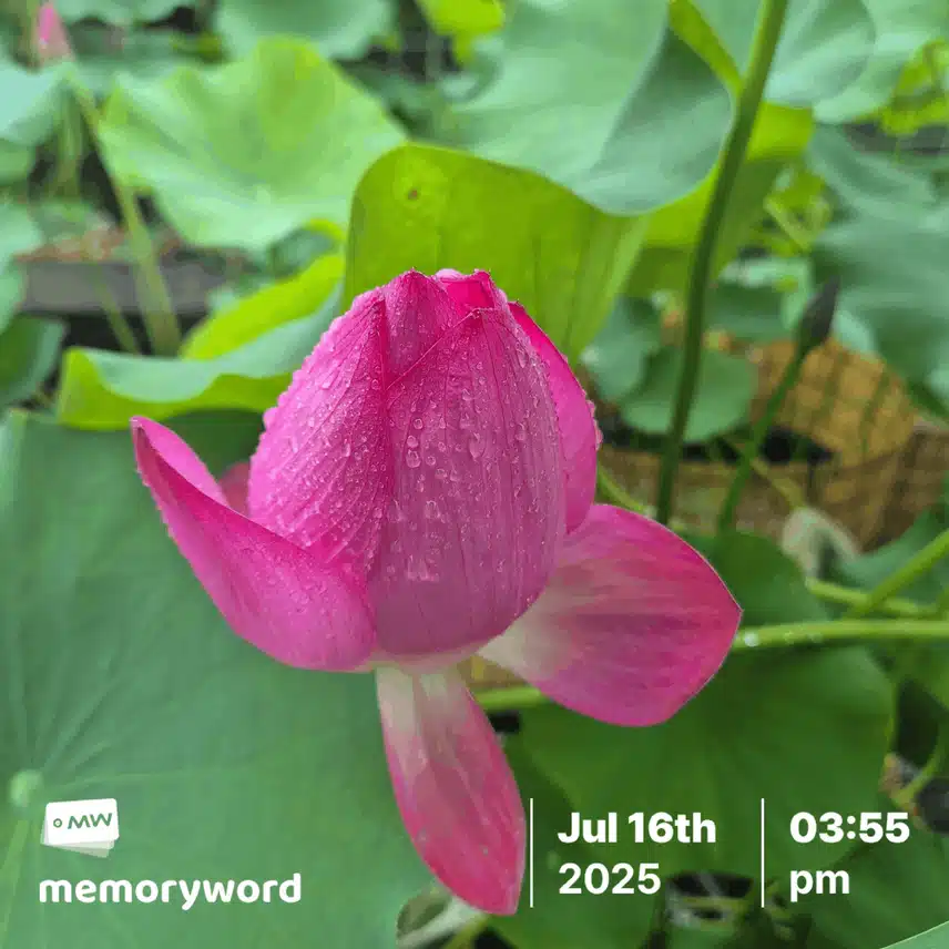 연꽃