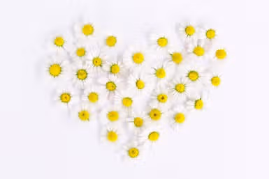 alt=Daisies-가사,Justin-Bieber-Daisies-가사,저스틴비버,저스틴비버-Daisies,Daisies-가사-해석