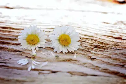 alt=Daisies-가사,Justin-Bieber-Daisies-가사,저스틴비버,저스틴비버-Daisies,Daisies-가사-해석