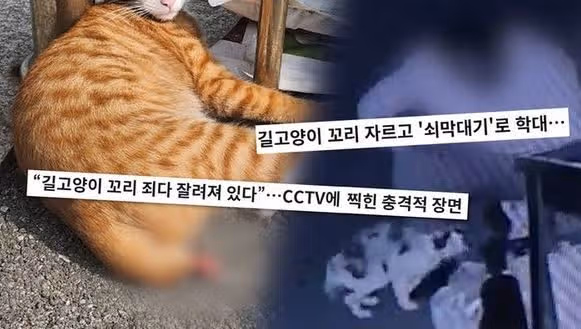 동물 학대범의 다음 타깃은 결국 힘이 부족한 '인간'이 될겁니다!