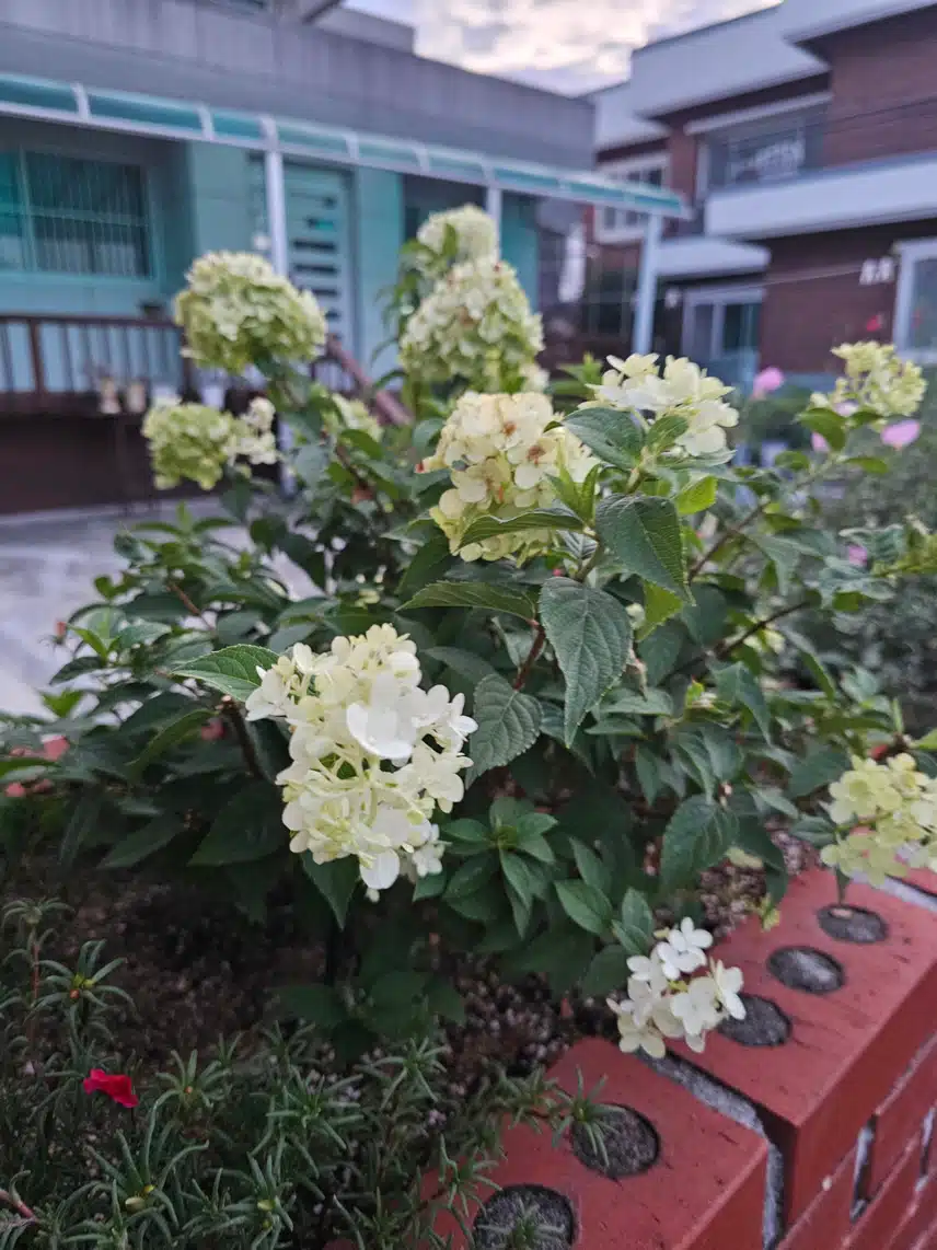 목수국&배롱나무