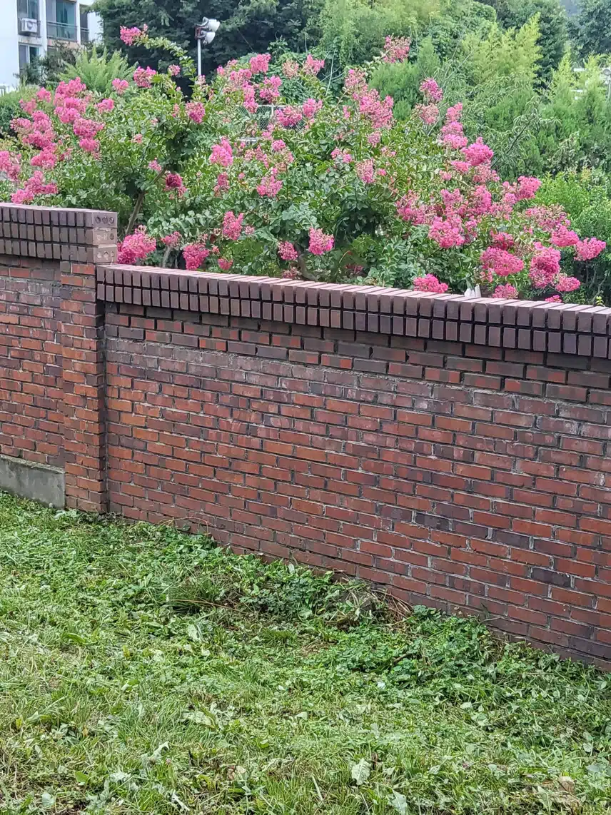배롱나무꽃