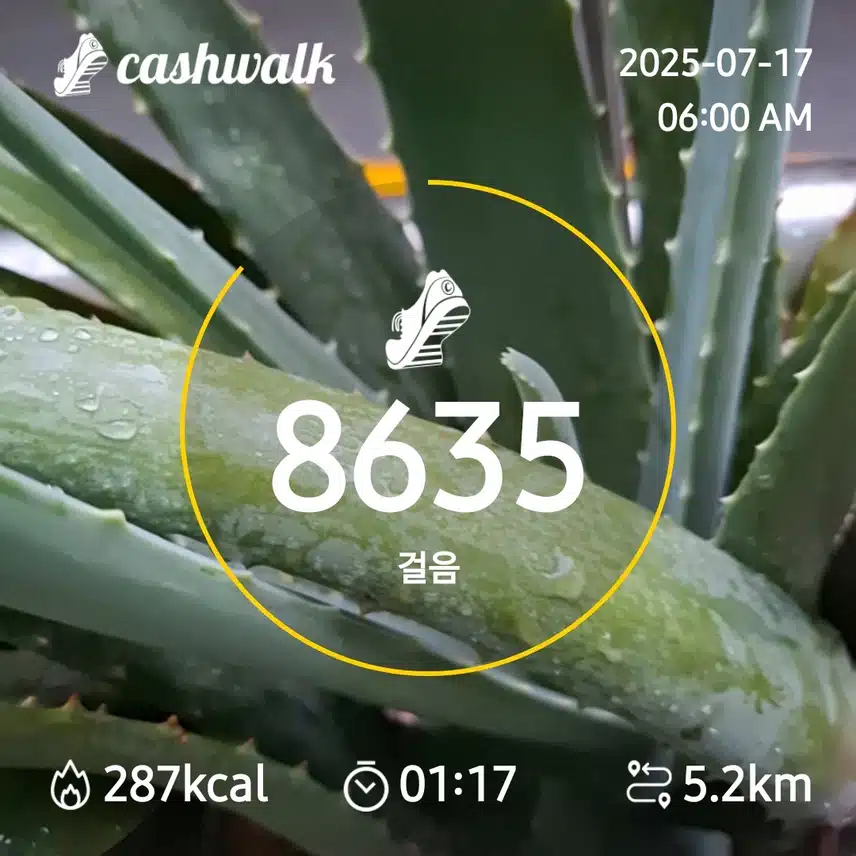 6000보 걷기