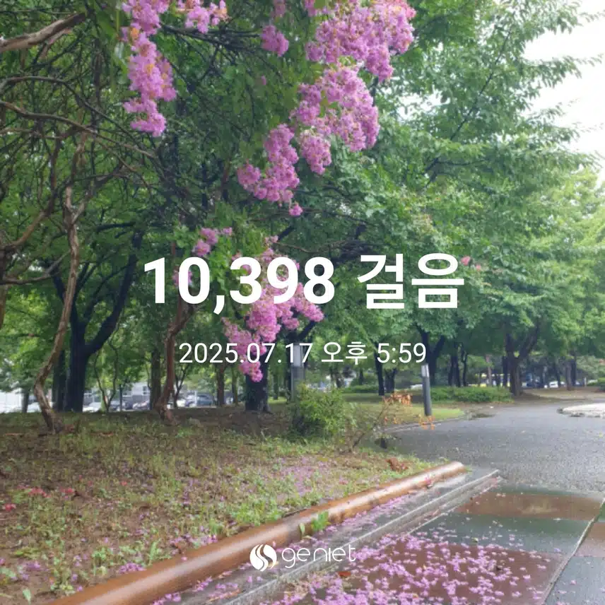 꽃비