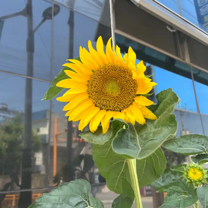 여름이라 해바라기가 활짝 피었네요