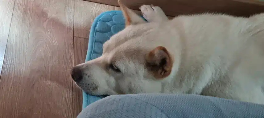 제주도는 비가 오네요
