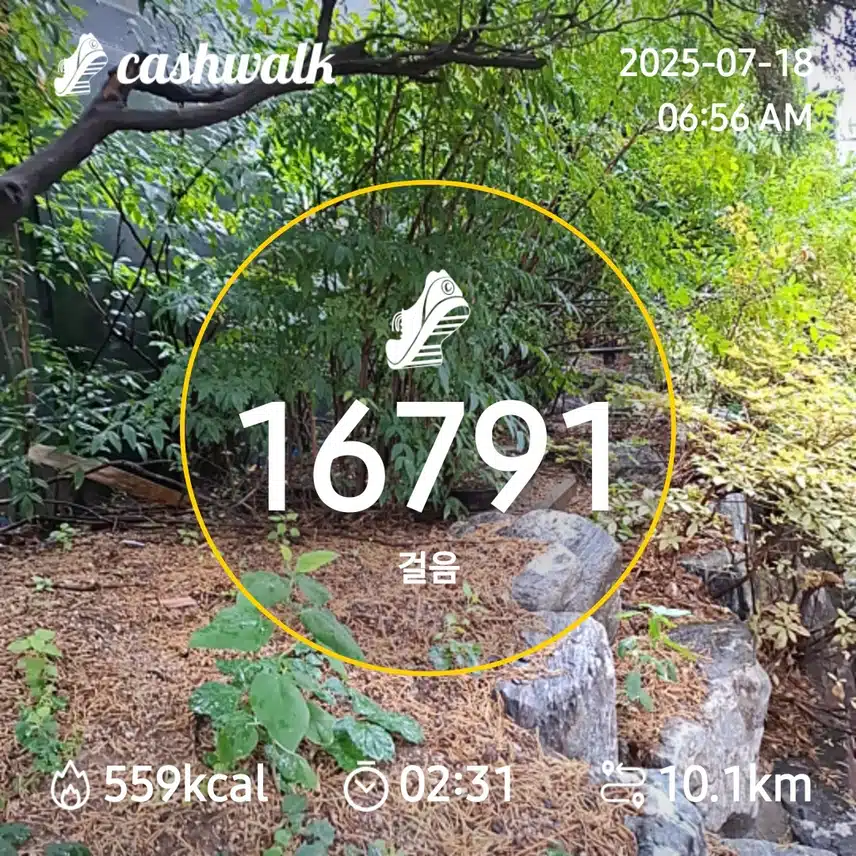 6000보 걷비