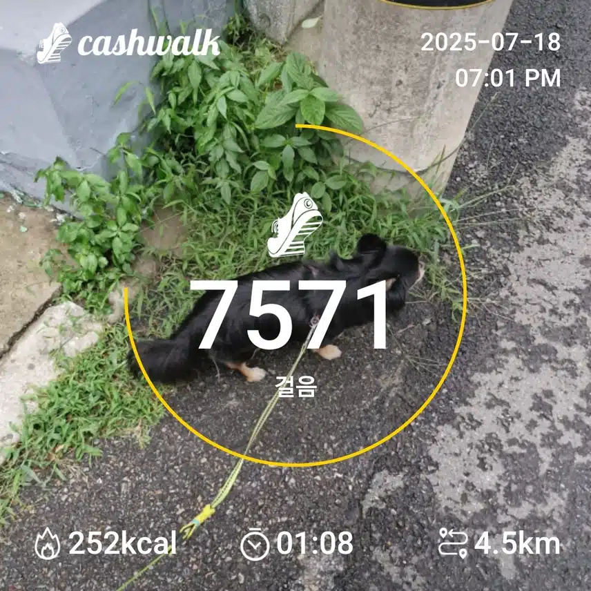 인증