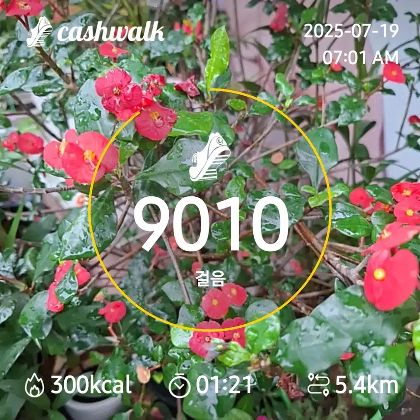 5000보 걷기