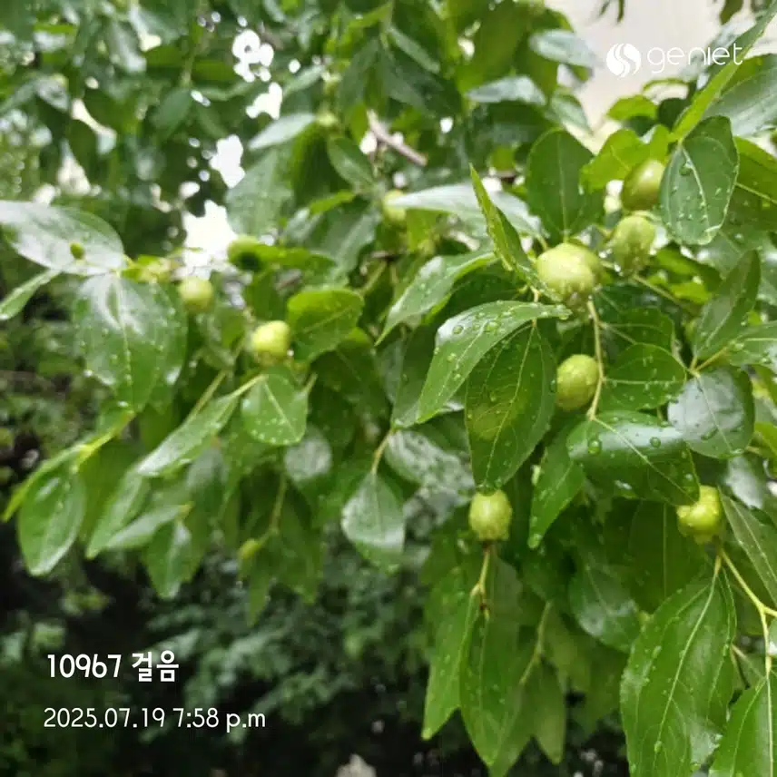 토욜 만보 
