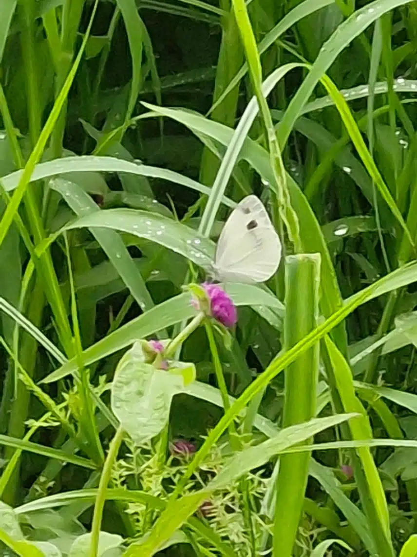 아침 산책
