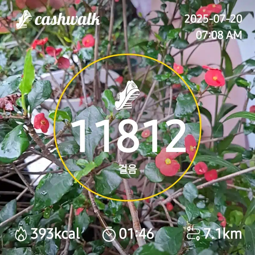 6000보 걷기