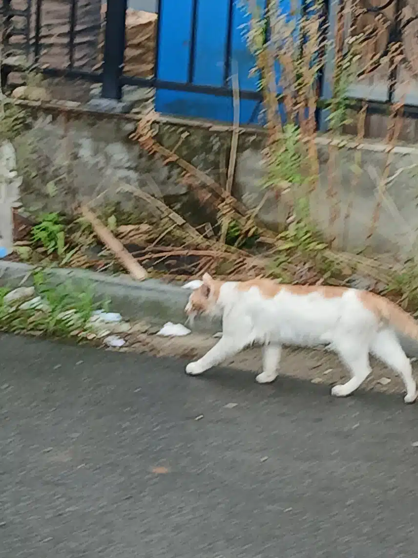 배아파요