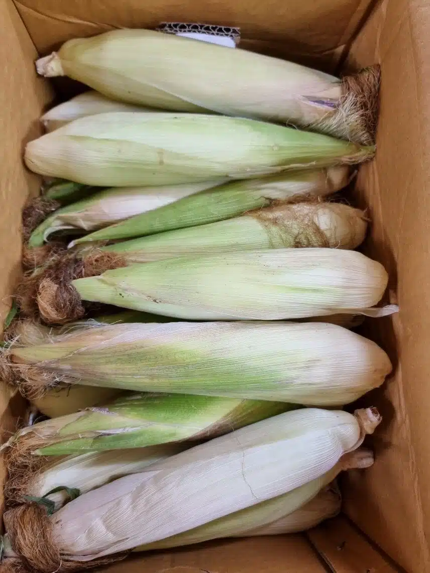 찰흑 옥수수 한포대 정리 🌽 