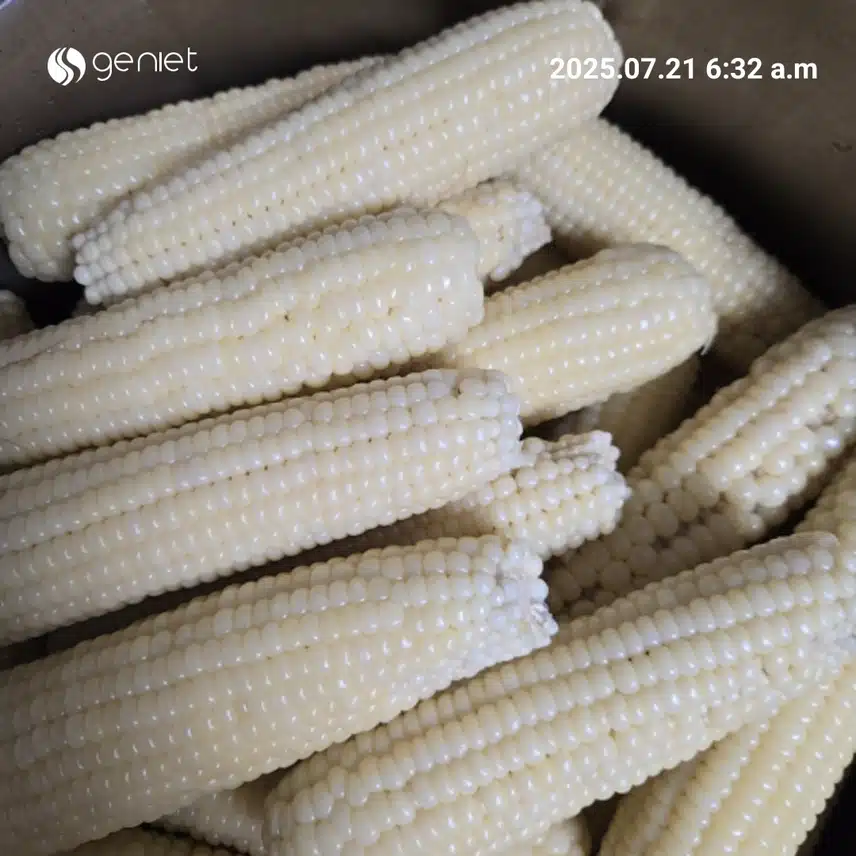 옥수수