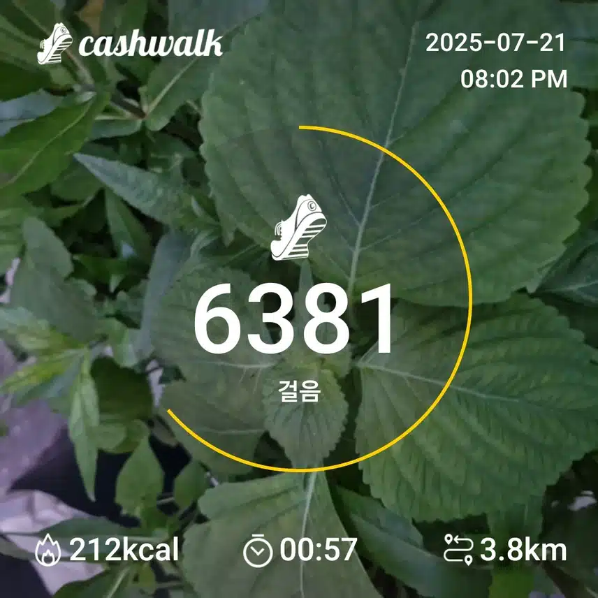 인증