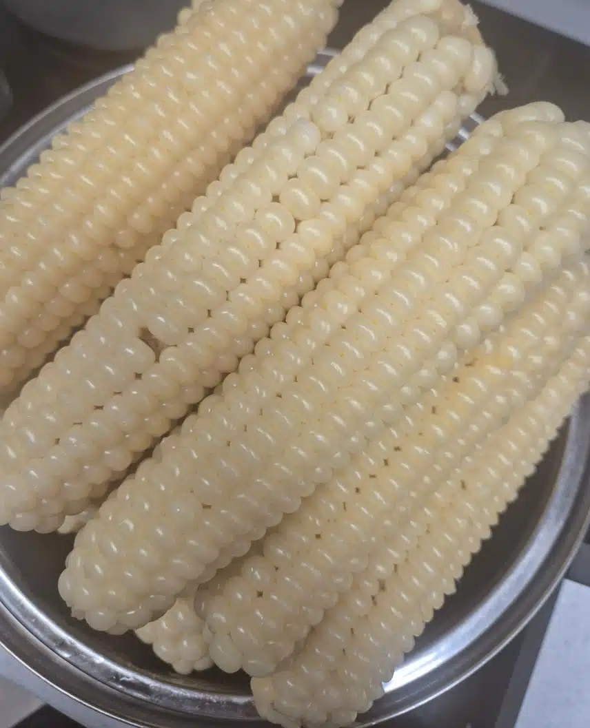 괴산대학찰옥수수
