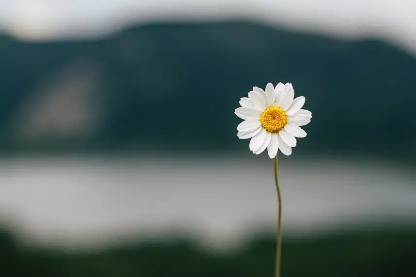 🩷 	“사랑은 결국, 우리를 다시 살게 한다 – 가슴을 울린 사랑명언 모음”