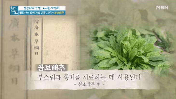 위염, 장염에 좋은 곰보배추 효능 6 & 간단 레시피 추천