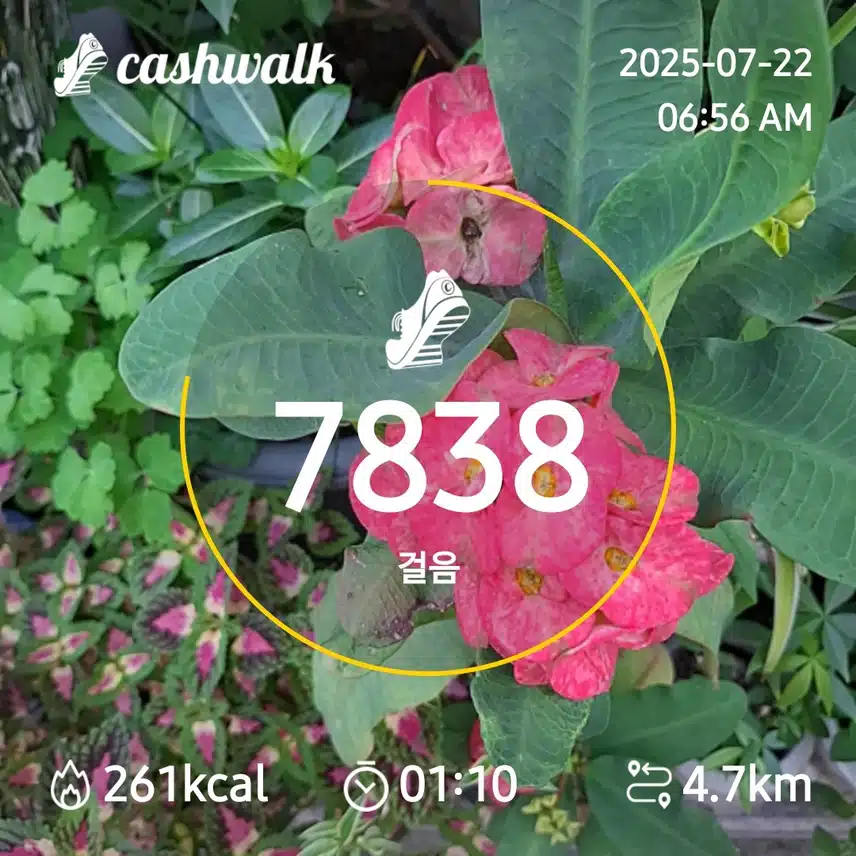 6000보 걷기