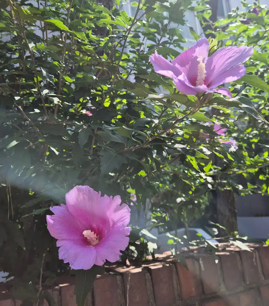 무궁화 