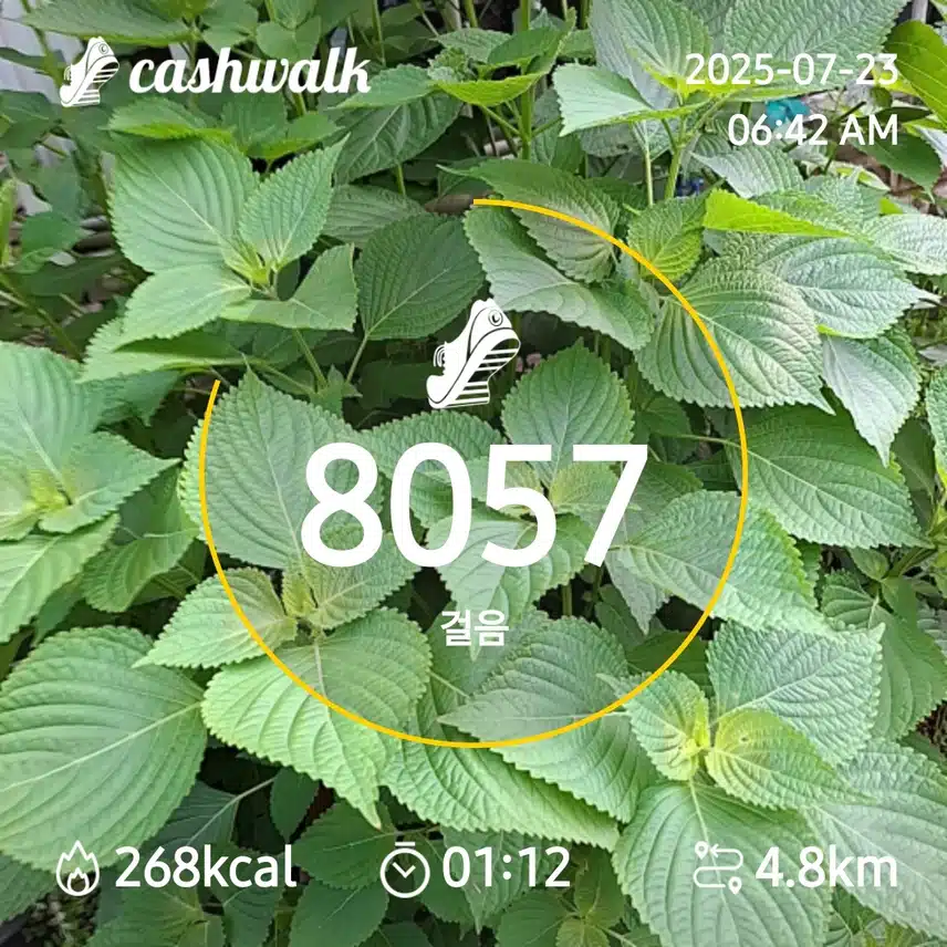 6000보 걷기