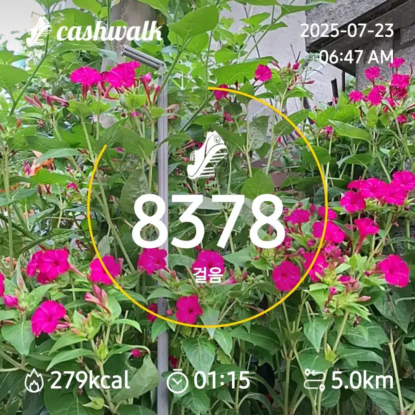 6000보 걷기