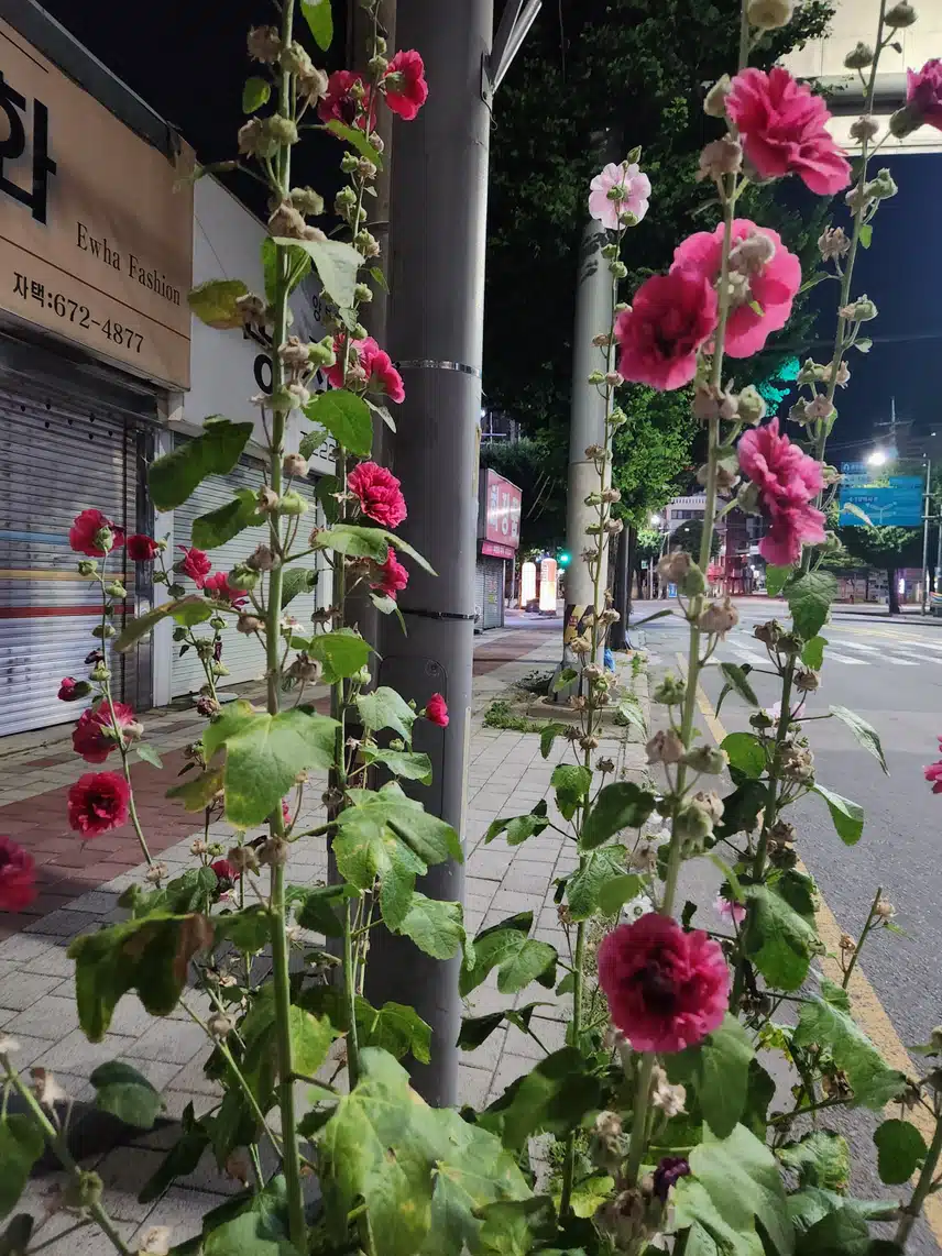 산책 