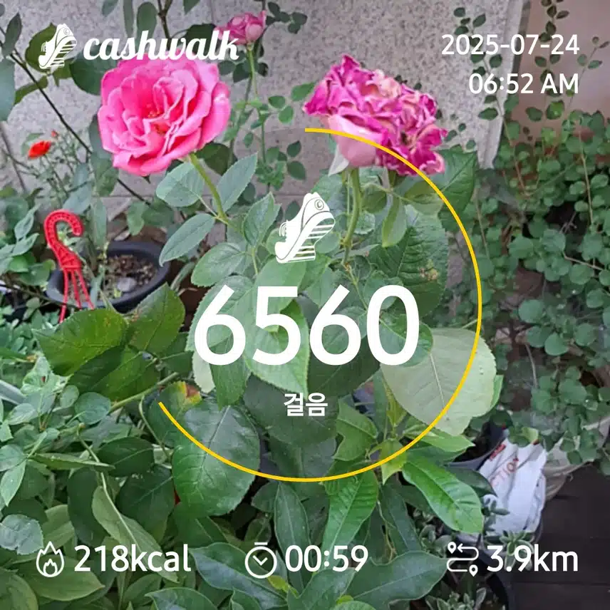 6000보 걷기