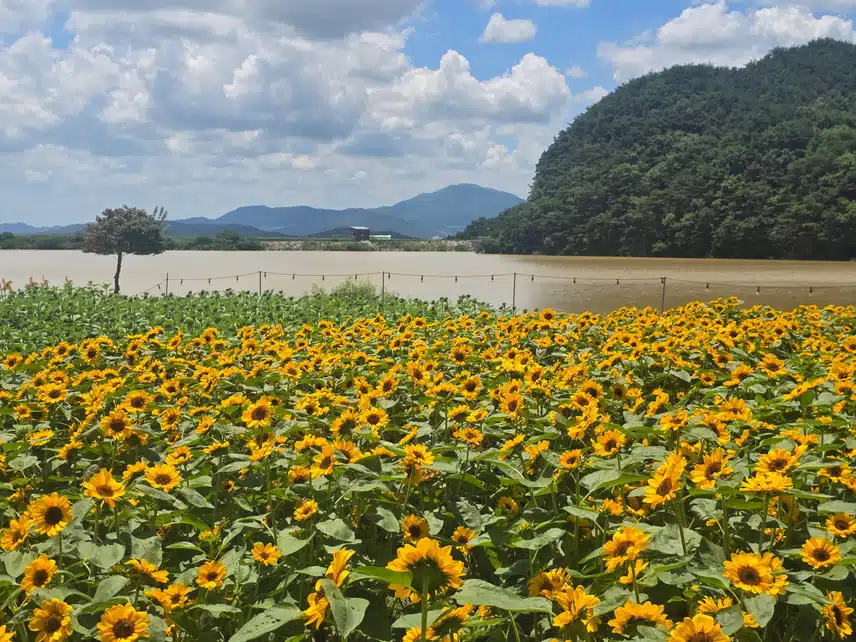 해바라기
