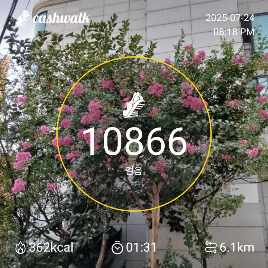 걷기 인증샷253일차