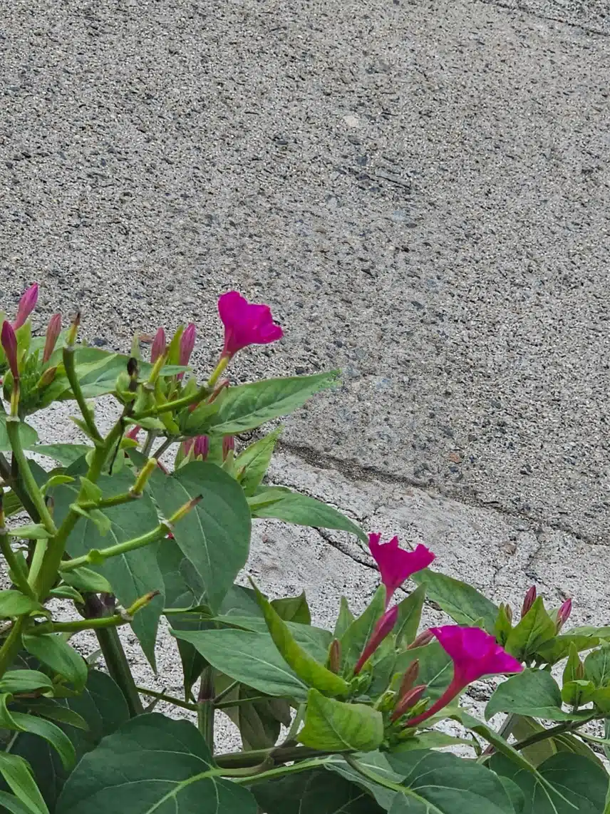 분꽃