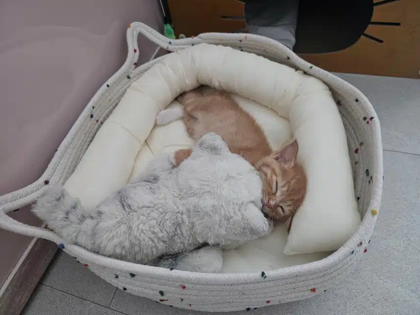아깽이 후기