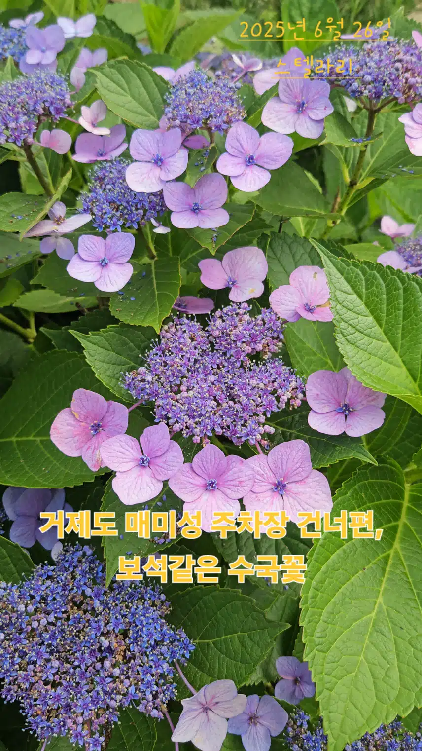 거제도 매미성 부근 산수국꽃