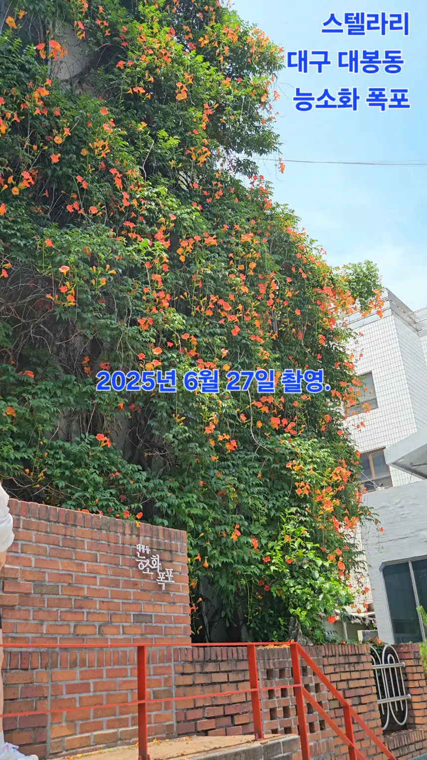 대구 대봉동의 능소화 폭포 